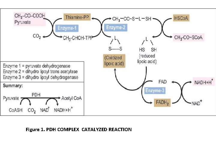 Figure 1. PDH COMPLEX CATALYZED REACTION 
