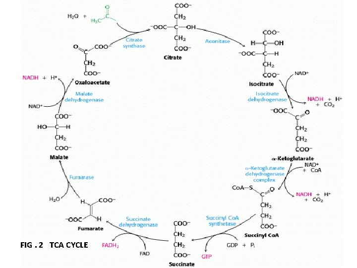 FIG. 2 TCA CYCLE 