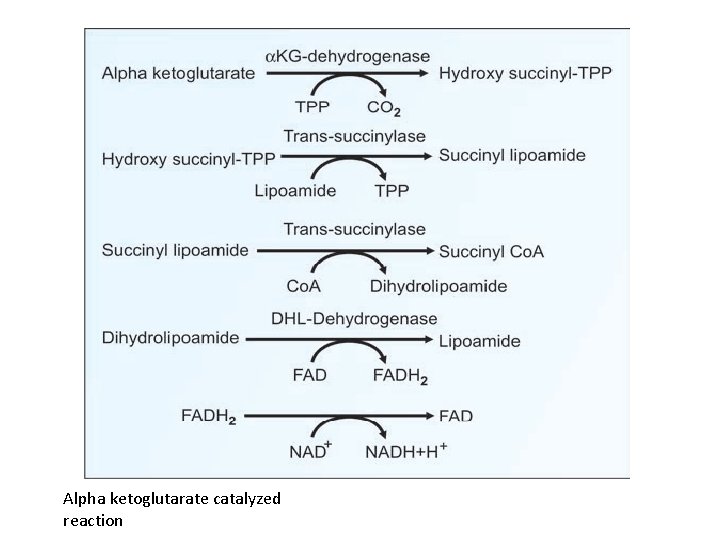 Alpha ketoglutarate catalyzed reaction 