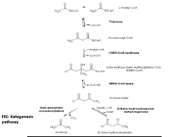 FIG: Ketogenesis pathway 