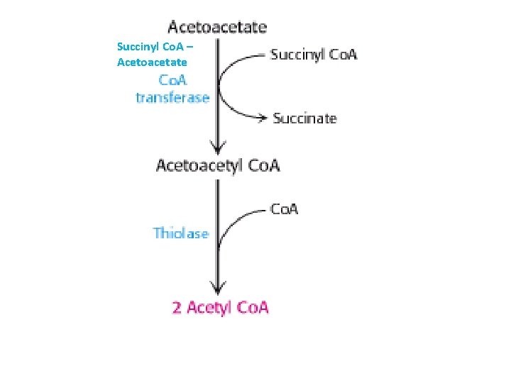 Succinyl Co. A – Acetoacetate 