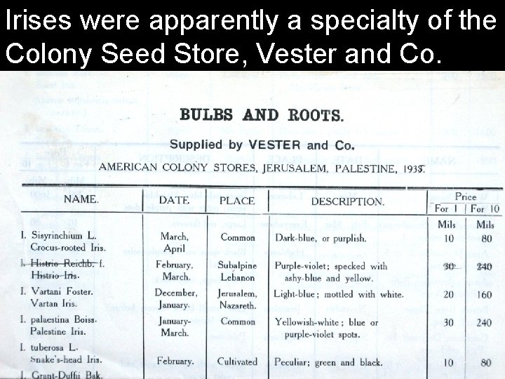 Irises were apparently a specialty of the Colony Seed Store, Vester and Co. 