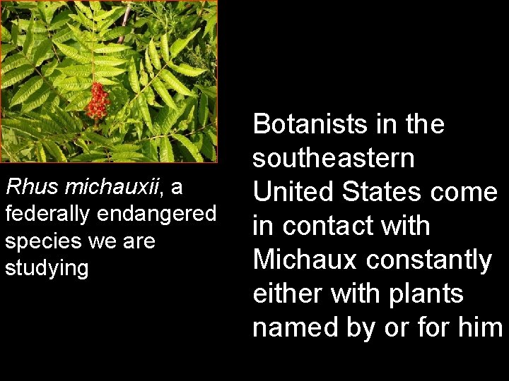 Rhus michauxii, a federally endangered species we are studying Botanists in the southeastern United