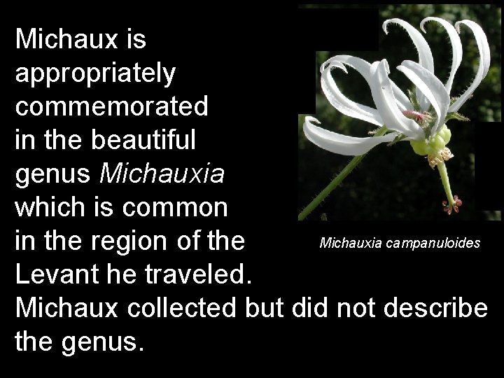 Michaux is appropriately commemorated in the beautiful genus Michauxia which is common Michauxia campanuloides