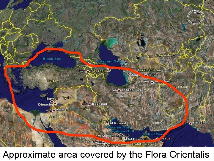 Approximate area covered by the Flora Orientalis 