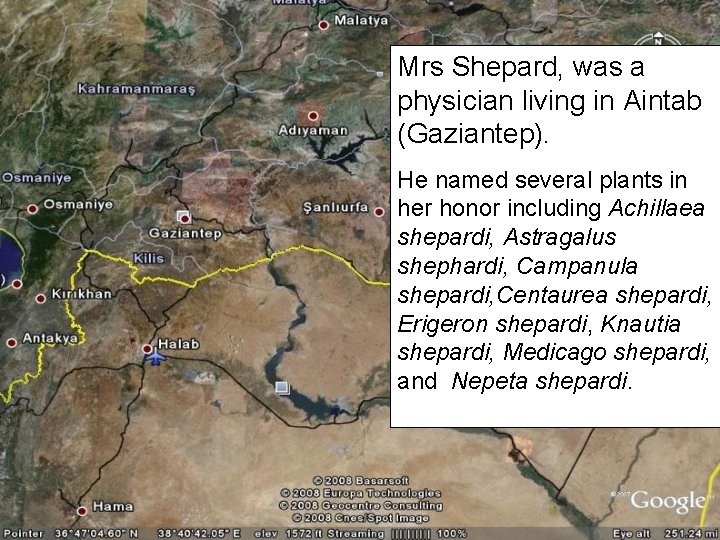 Mrs Shepard, was a physician living in Aintab (Gaziantep). He named several plants in