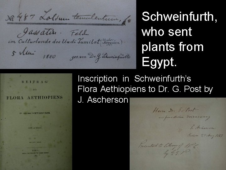 Schweinfurth, who sent plants from Egypt. Inscription in Schweinfurth’s Flora Aethiopiens to Dr. G.