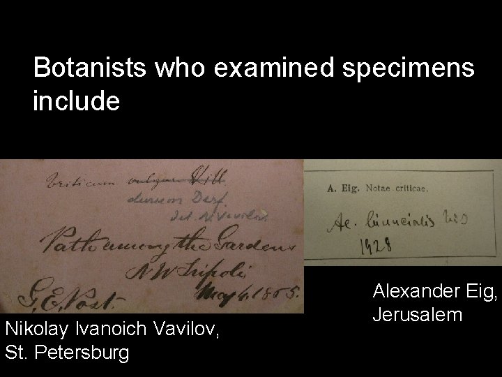 Botanists who examined specimens include Nikolay Ivanoich Vavilov, St. Petersburg Alexander Eig, Jerusalem 