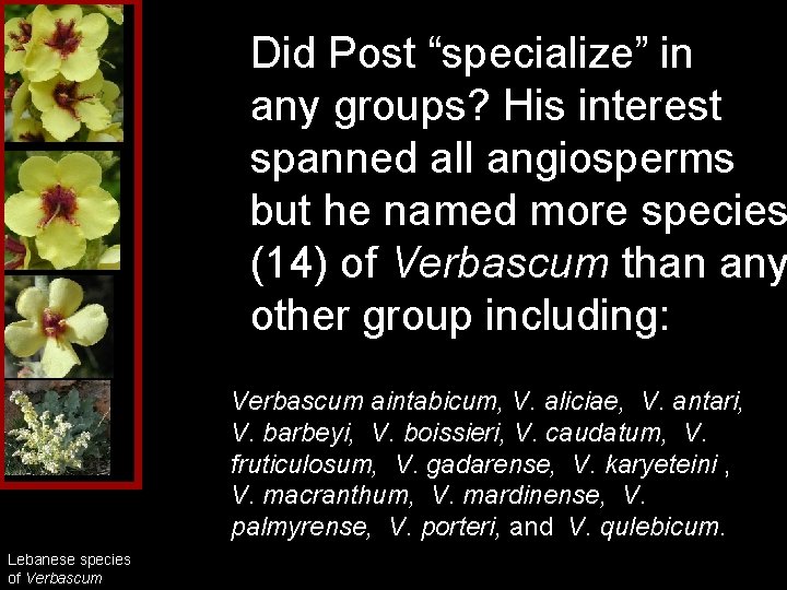 Did Post “specialize” in any groups? His interest spanned all angiosperms but he named