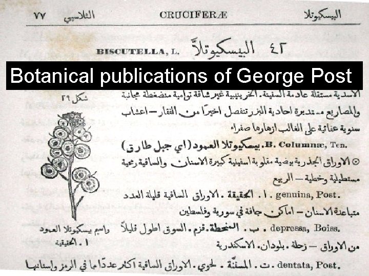 Botanical publications of George Post 