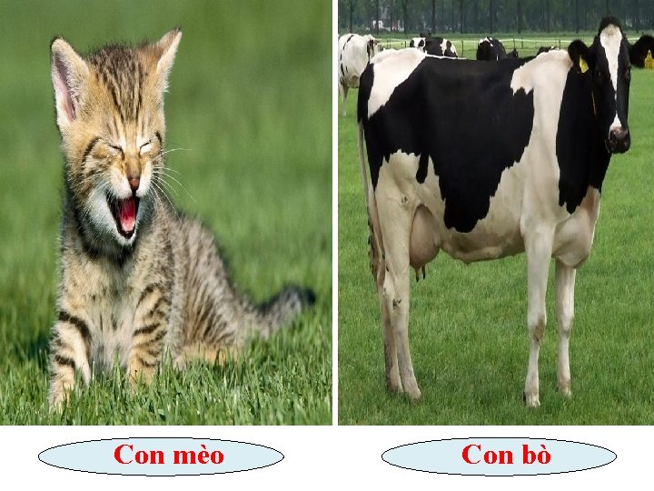 Con mèo Con bò 