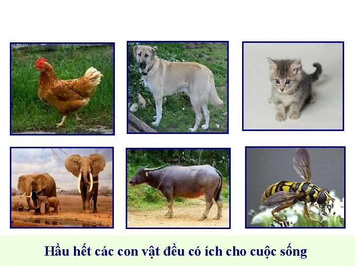 Hầu hết các con vật đều có ích cho cuộc sống 