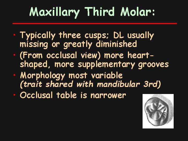 Maxillary Third Molar: • Typically three cusps; DL usually missing or greatly diminished •