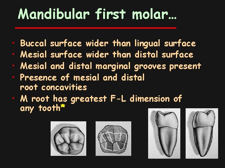 Mandibular first molar… • • Buccal surface wider than lingual surface Mesial surface wider