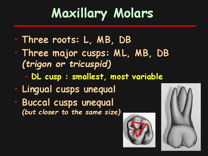 Maxillary Molars • Three roots: L, MB, DB • Three major cusps: ML, MB,