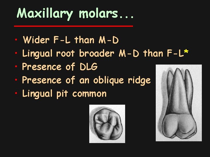 Maxillary molars. . . • • • Wider F-L than M-D Lingual root broader