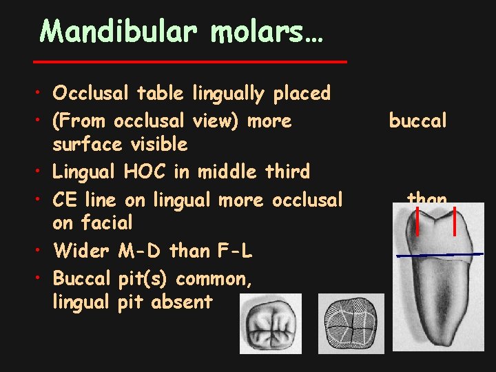 Mandibular molars… • Occlusal table lingually placed • (From occlusal view) more surface visible