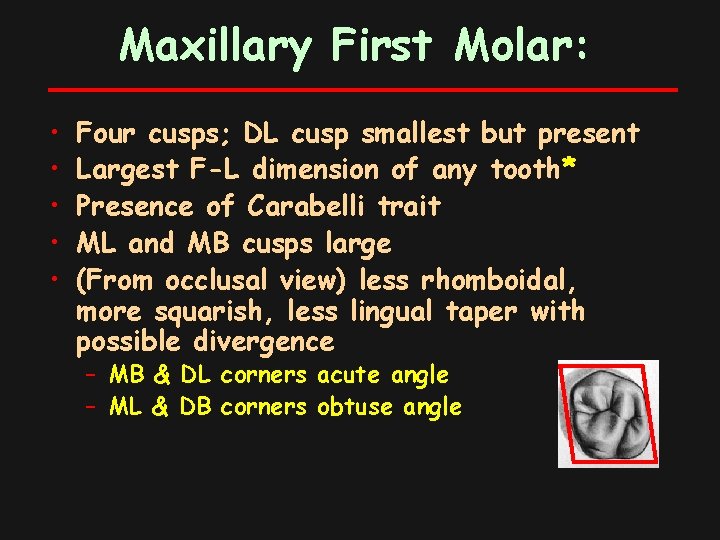 Maxillary First Molar: • • • Four cusps; DL cusp smallest but present Largest