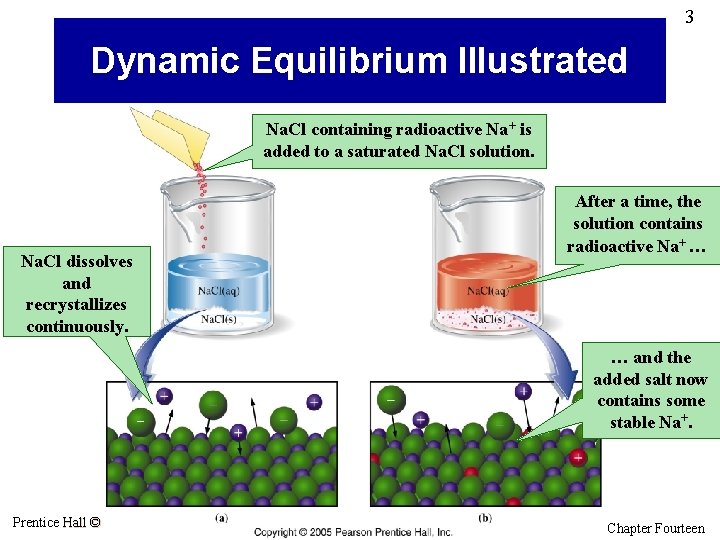 3 Dynamic Equilibrium Illustrated Na. Cl containing radioactive Na+ is added to a saturated