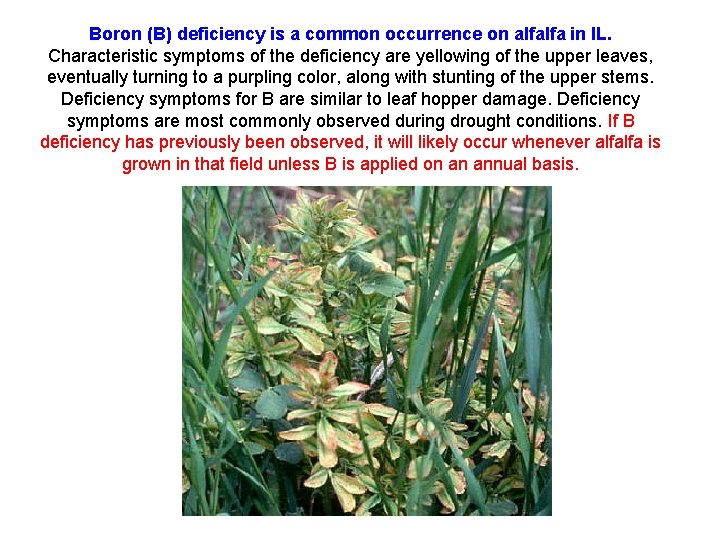 Boron (B) deficiency is a common occurrence on alfalfa in IL. Characteristic symptoms of