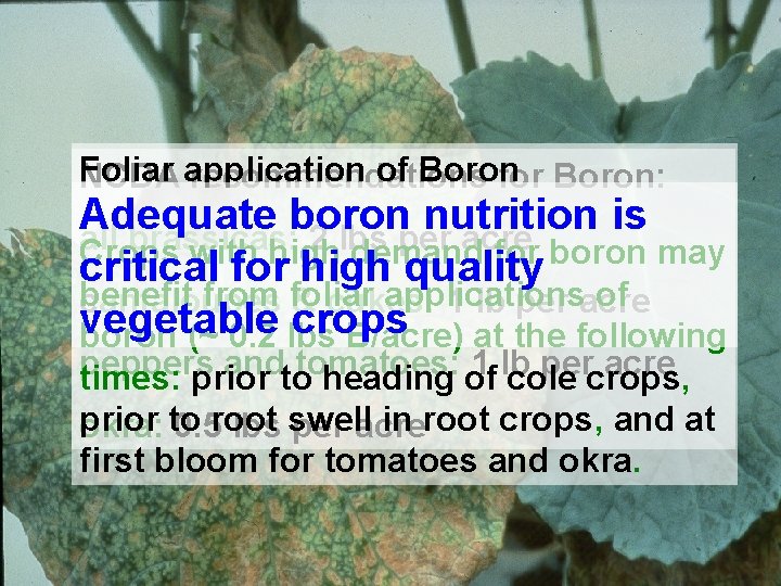 Foliar of Boron NCDA application recommendations for Boron: Adequate boron nutrition is all brassicas: