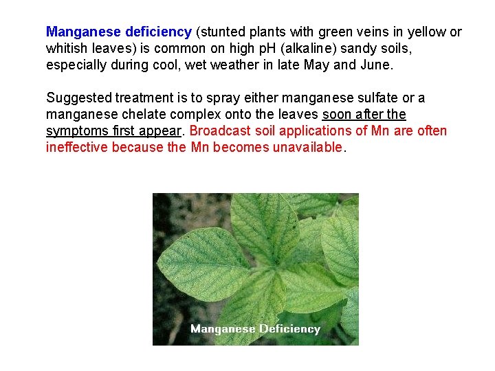 Manganese deficiency (stunted plants with green veins in yellow or whitish leaves) is common