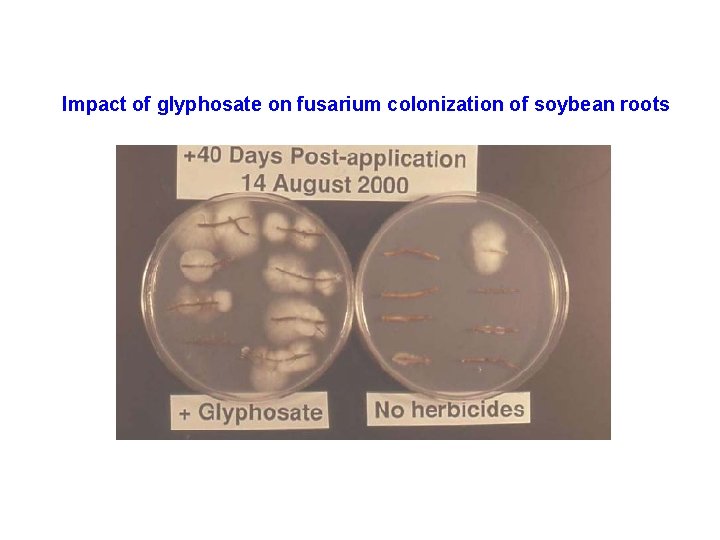 Impact of glyphosate on fusarium colonization of soybean roots 