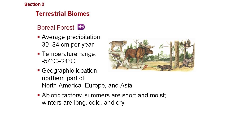 Section 2 Communities, Biomes, and Ecosystems Terrestrial Biomes Boreal Forest § Average precipitation: 30–