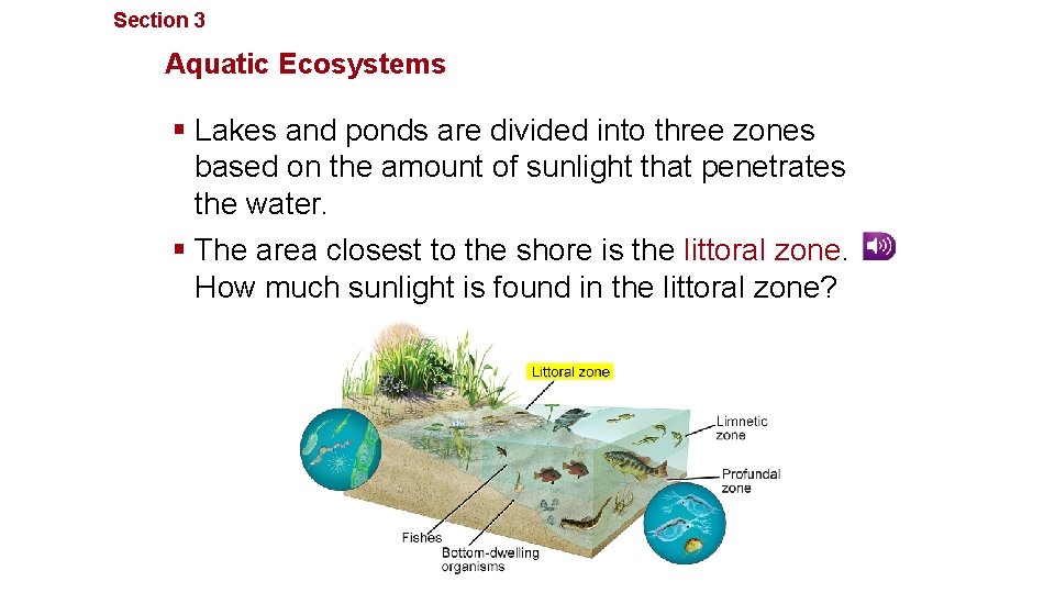 Section 3 Communities, Biomes, and Ecosystems Aquatic Ecosystems § Lakes and ponds are divided