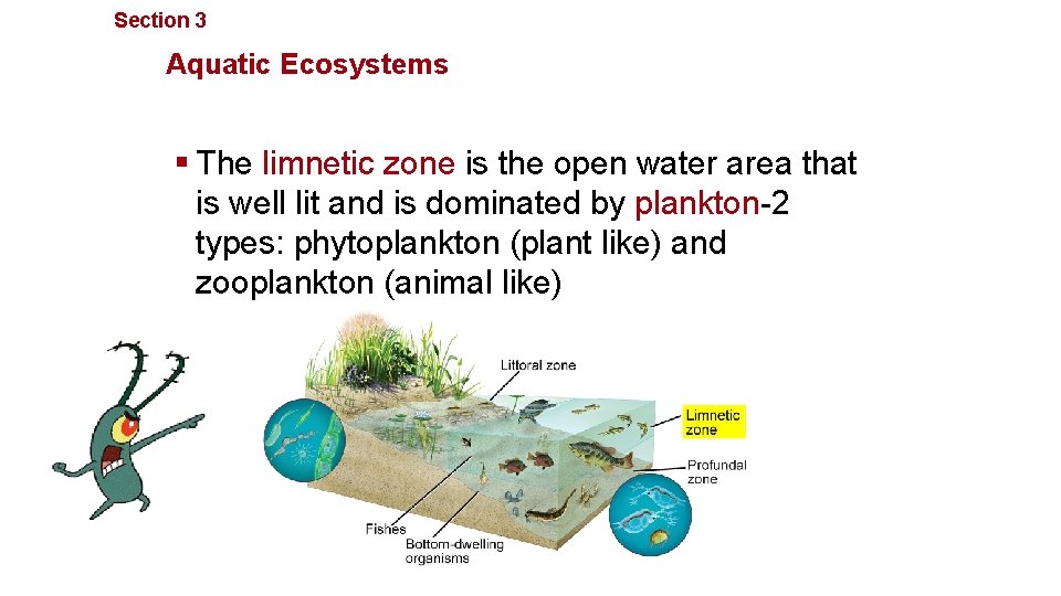 Section 3 Communities, Biomes, and Ecosystems Aquatic Ecosystems § The limnetic zone is the