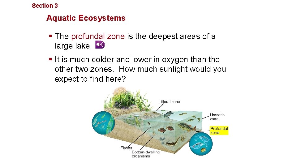 Section 3 Communities, Biomes, and Ecosystems Aquatic Ecosystems § The profundal zone is the