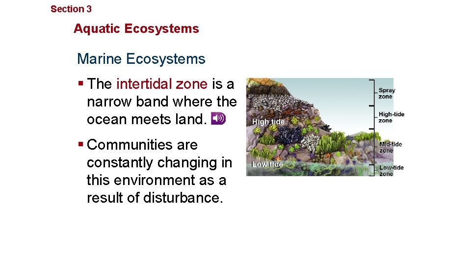 Section 3 Communities, Biomes, and Ecosystems Aquatic Ecosystems Marine Ecosystems § The intertidal zone