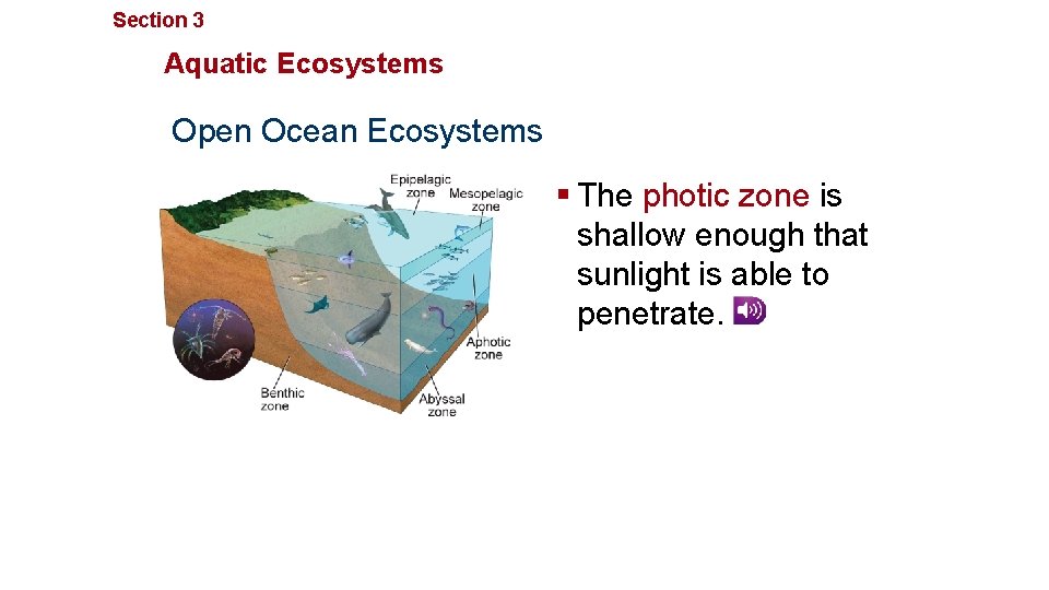Section 3 Communities, Biomes, and Ecosystems Aquatic Ecosystems Open Ocean Ecosystems § The photic