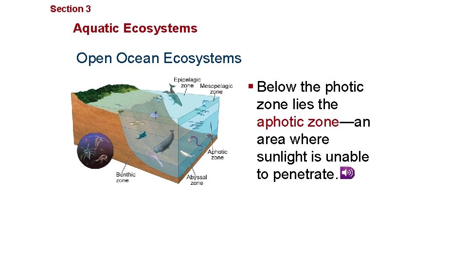 Section 3 Communities, Biomes, and Ecosystems Aquatic Ecosystems Open Ocean Ecosystems § Below the