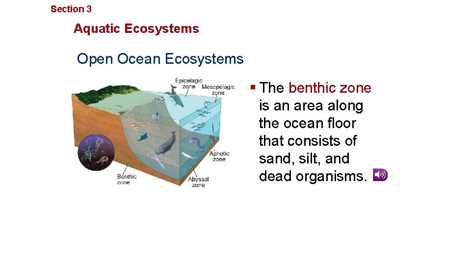 Section 3 Communities, Biomes, and Ecosystems Aquatic Ecosystems Open Ocean Ecosystems § The benthic
