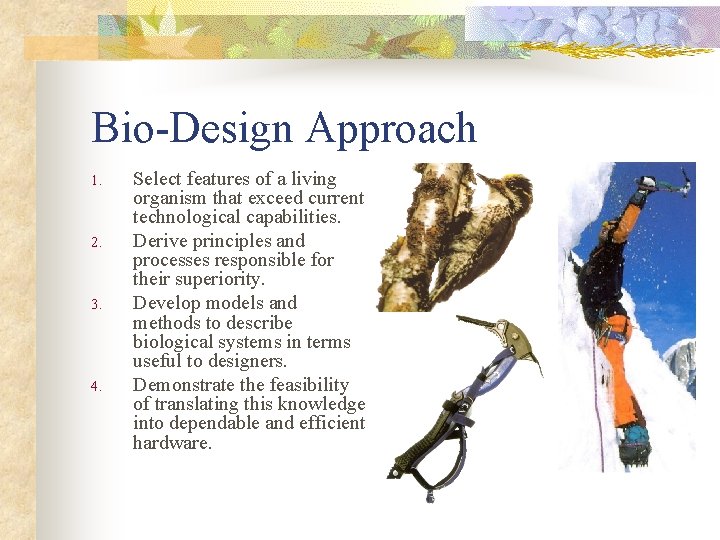 Inspired Design Using Interdisciplinarity and Biomimicry for Software