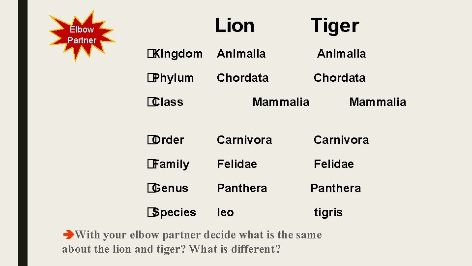 Lion Elbow Partner Tiger �Kingdom Animalia �Phylum Chordata �Class Mammalia �Order Carnivora �Family Felidae