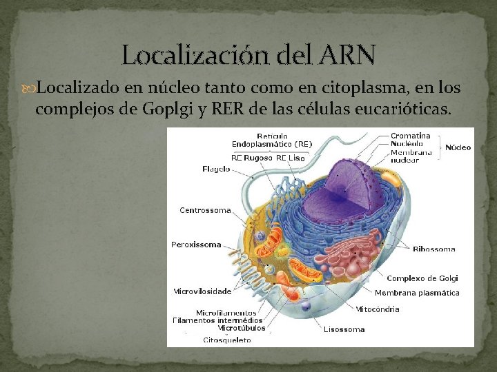 Localización del ARN Localizado en núcleo tanto como en citoplasma, en los complejos de