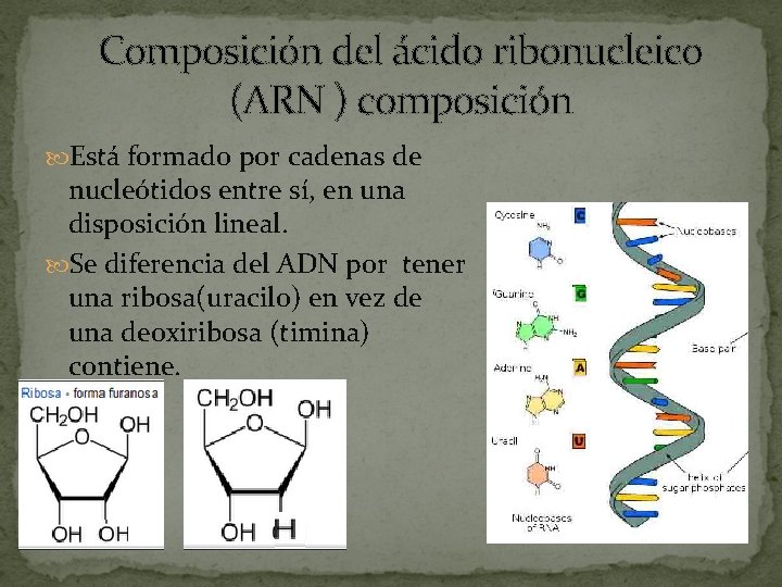 Composición del ácido ribonucleico (ARN ) composición Está formado por cadenas de nucleótidos entre