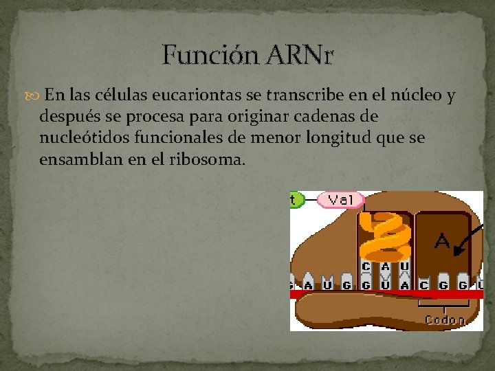 Función ARNr En las células eucariontas se transcribe en el núcleo y después se