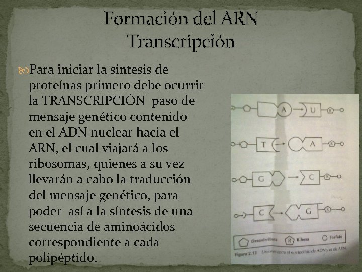 Formación del ARN Transcripción Para iniciar la síntesis de proteínas primero debe ocurrir la