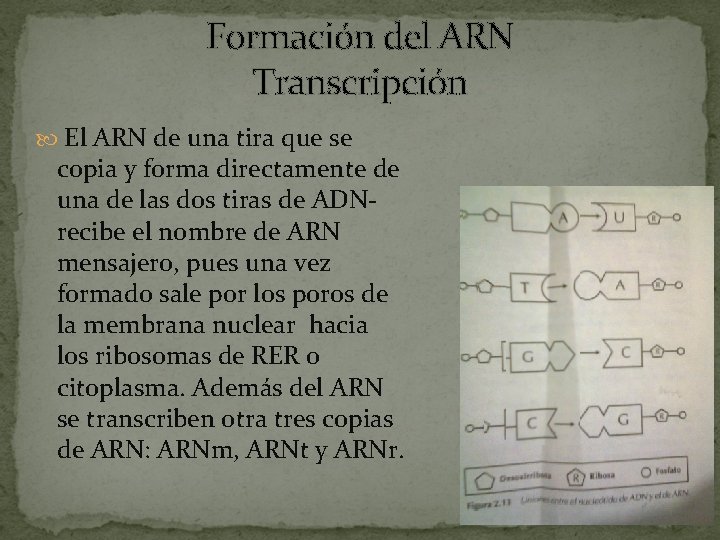 Formación del ARN Transcripción El ARN de una tira que se copia y forma