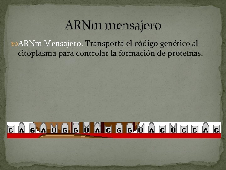 ARNm mensajero ARNm Mensajero. Transporta el código genético al citoplasma para controlar la formación