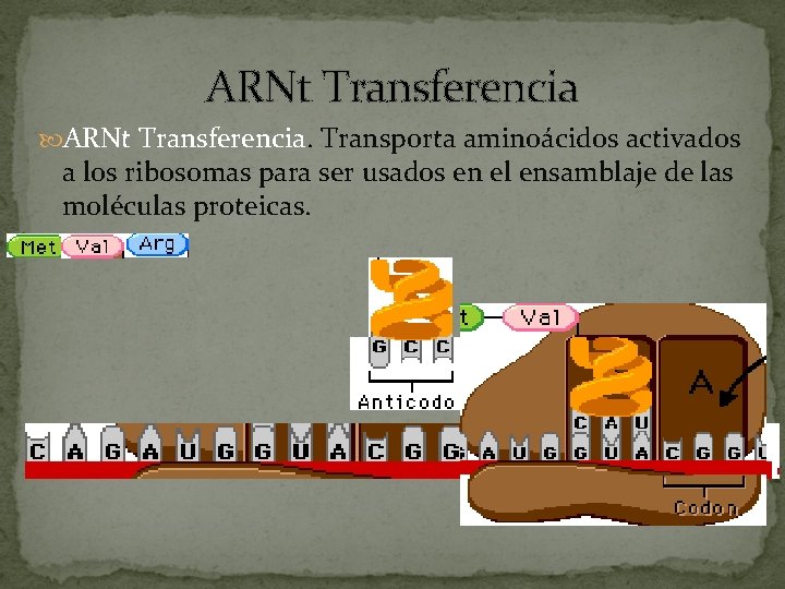 ARNt Transferencia. Transporta aminoácidos activados a los ribosomas para ser usados en el ensamblaje