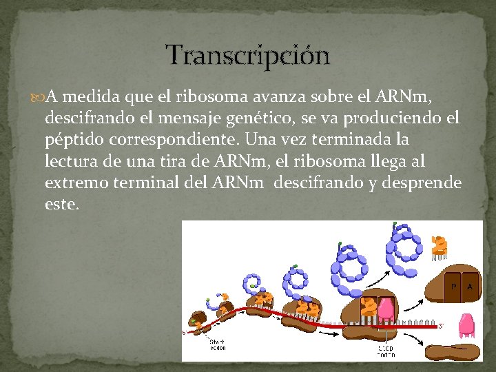 Transcripción A medida que el ribosoma avanza sobre el ARNm, descifrando el mensaje genético,