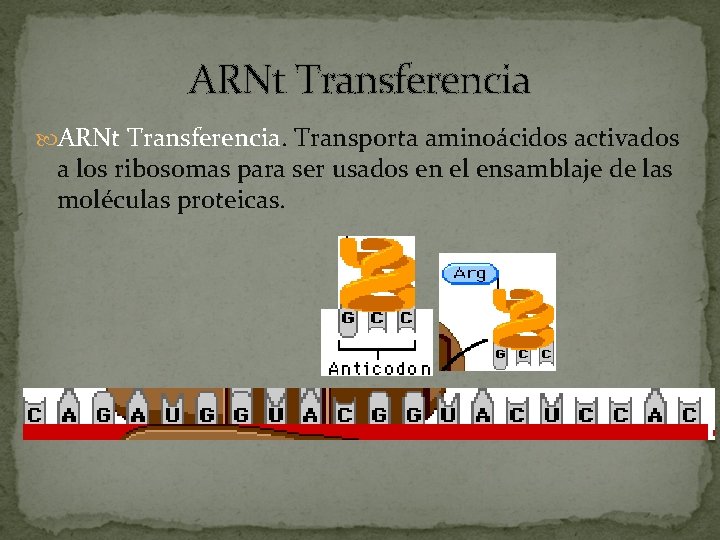 ARNt Transferencia. Transporta aminoácidos activados a los ribosomas para ser usados en el ensamblaje