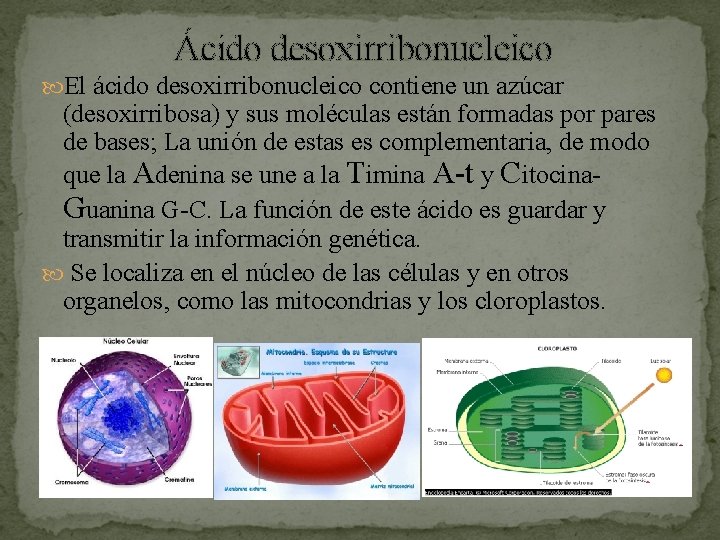 Ácido desoxirribonucleico El ácido desoxirribonucleico contiene un azúcar (desoxirribosa) y sus moléculas están formadas