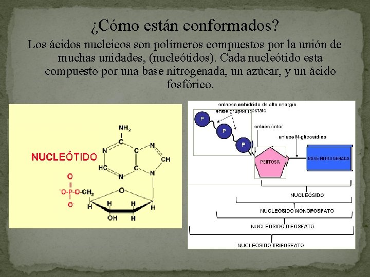 ¿Cómo están conformados? Los ácidos nucleicos son polímeros compuestos por la unión de muchas