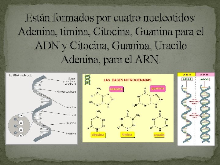 Están formados por cuatro nucleotidos: Adenina, timina, Citocina, Guanina para el ADN y Citocina,