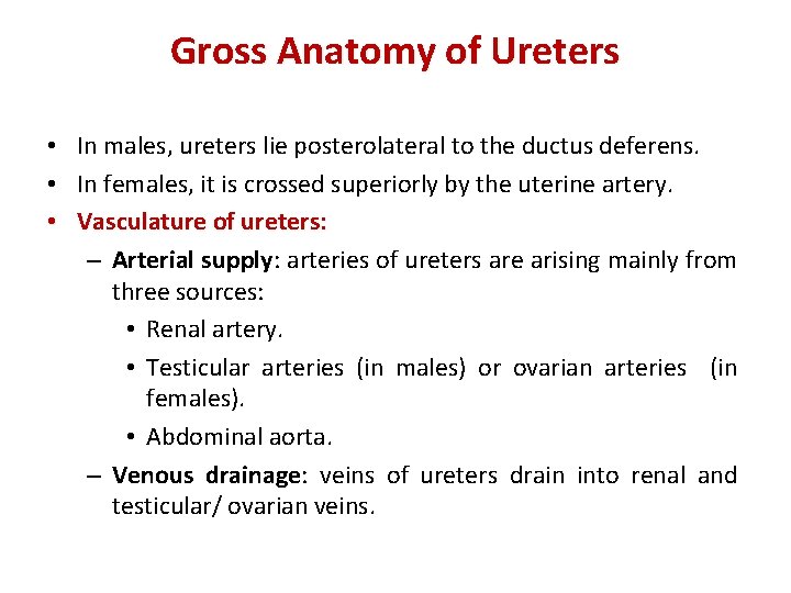 Gross Anatomy of Ureters • In males, ureters lie posterolateral to the ductus deferens.